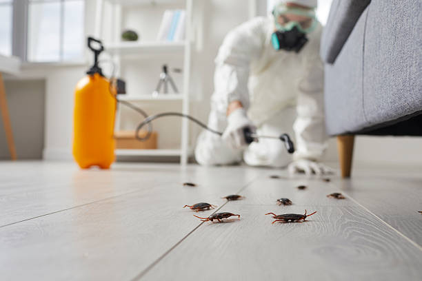 Post-Treatment Bed Bug Interceptor Monitoring in Mill City